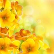 黄色花朵唯美背景图片