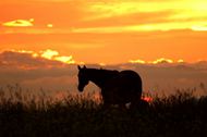 夕阳下的马图片