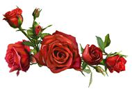 高清玫瑰花图片素材