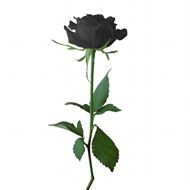 高清黑色玫瑰花图片
