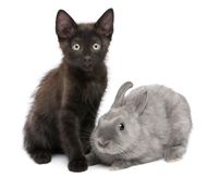小猫和小兔图片