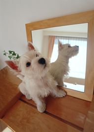 白色小狗狗可爱图片