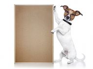 小狗和空白木板图片
