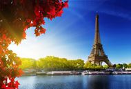 枫叶树巴黎铁塔图片