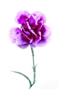 紫色康乃馨高清图片
