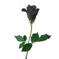 一支黑色玫瑰花图片