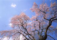 武汉樱花树图片