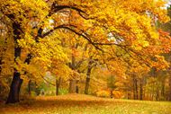 秋季树林枫叶图片
