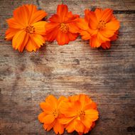 橙色花朵木板背景图片