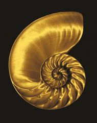 金色海螺创意图片