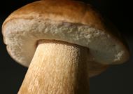 蘑菇的图片