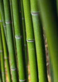 高清绿色竹子图片