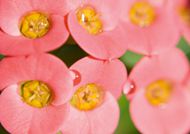 粉色水珠花朵高清图片