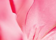 粉色花瓣背景图片