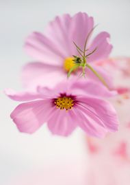 粉色清新花朵图片
