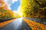 自然秋天旳风景图片