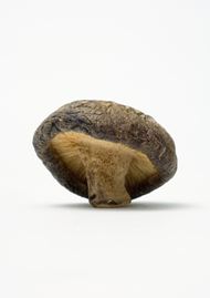 干蘑菇图片素材