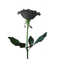 黑色玫瑰花高清大图片