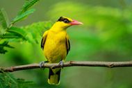 黄鹂鸟高清图片