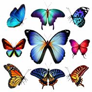 五彩斑斓的蝴蝶图片