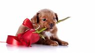 可爱狗狗叼着玫瑰花图片