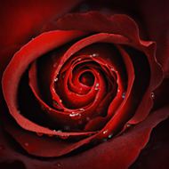 红色玫瑰花高清图片
