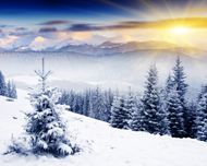 冬日暖阳雪松风景图片