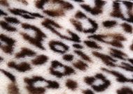 豹纹背景图片素材