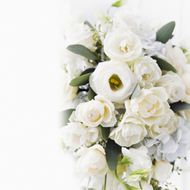 高清白色玫瑰花图片