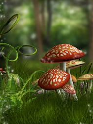 高清森林蘑菇图片