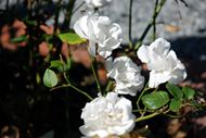 高清白玫瑰花图片