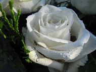 高清白玫瑰图片