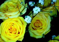 高清黄色玫瑰花图片