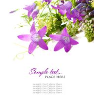 高清淡紫色花朵图片