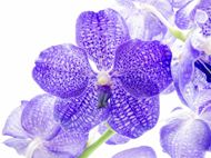 高清紫色花背景图片