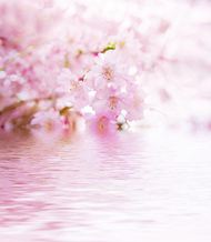 高清粉红鲜花图片