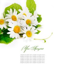 高清白色菊花图片