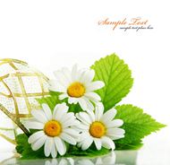 白色菊花素材图片