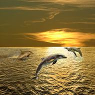 高清可爱海豚图片