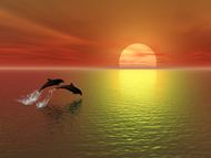 高清夕阳海豚图片
