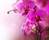 紫罗兰花朵图片