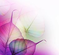 紫色透明叶子图片