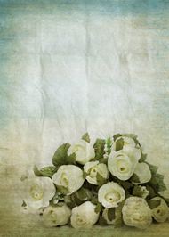 鲜花白玫瑰图片