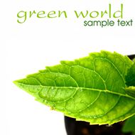 高清绿叶植物图片