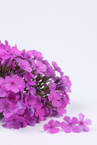 紫色花束图片