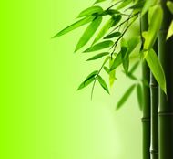 绿色竹叶背景图片素材