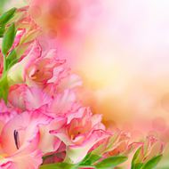 粉色唯美花朵背景图片