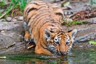 可爱小老虎喝水图片