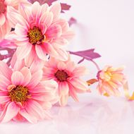 粉色可爱鲜花图片