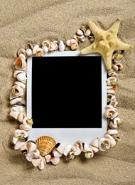 高清海星贝壳图片